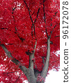 楓樹, 樹, 廠, 秋季, 性質 96172078