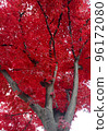 楓樹, 樹, 廠, 秋季, 性質 96172080
