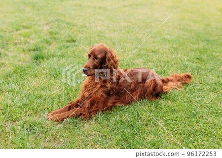 Beautiful happy Irish Setter dog is lying in grass on a beautiful summer day. Copy space. Hunting dogs. 96172253