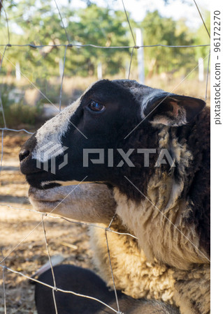 Black and white Beltex sheep in a paddock behind a metal net on the farm Black and white Beltex sheep in a paddock behind a metal net on the farm 96172270