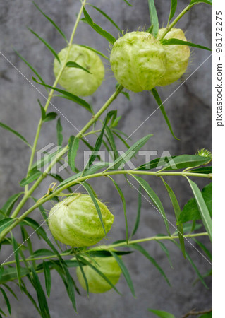 Gomphocarpus fruticosus branches with green balls with air Gomphocarpus fruticosus branches with green balls with air 96172275