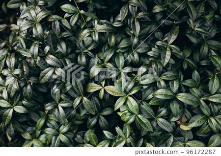 Periwinkle or Vinca minor Bowles in a Country Cottage Garden. Beautiful nature green background 96172287