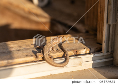 Japanese lizard on the threshold Japanese lizard on the threshold 96172683
