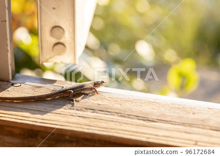 Japanese lizard on the threshold 96172684