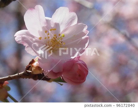 Spring image of cherry blossoms 96172840