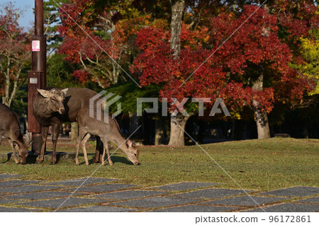Deer and gobies Nara Park 96172861