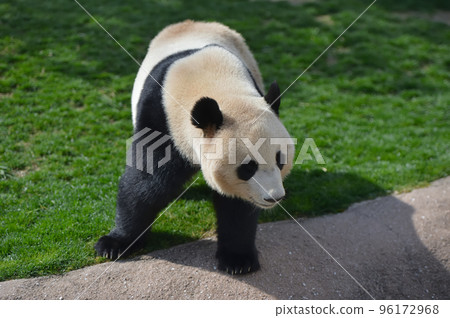 散步的湯濱 96172968