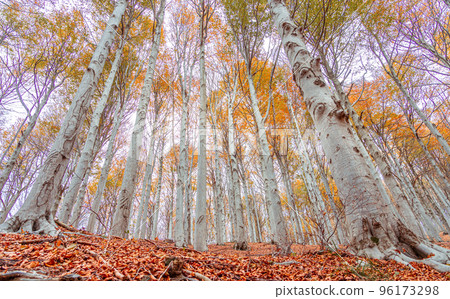 Red forest in autumn at Colle del Melogno, Italy. 96173298