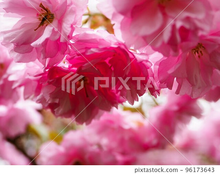 Spring image of cherry blossoms 96173643