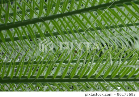 Beautiful patterns created by leaves (Kikas xiamensis with beautiful parallel small leaves from thick veins) 96173692