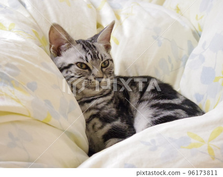 Amesho Sesame Kitten relaxing in a futon 96173811