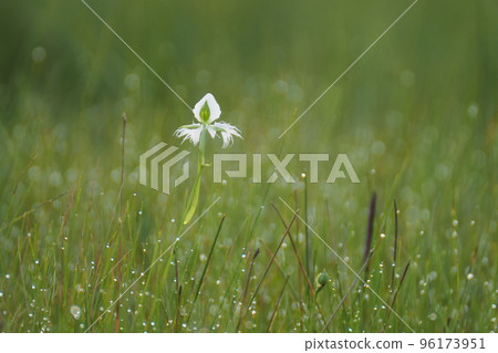 Wetland Habenaria and Pear Wetland Habenaria and Pear 96173951