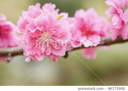 桃花特寫 桃花特寫 96173980