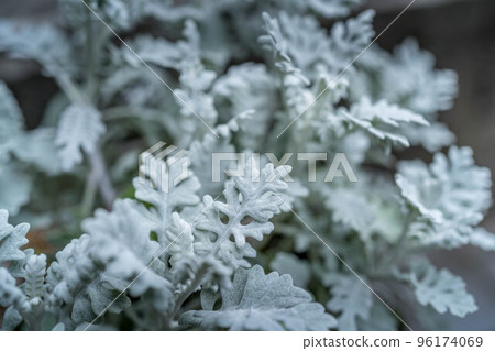 Silver Leaf of Shiromei Chrysanthemum 96174069