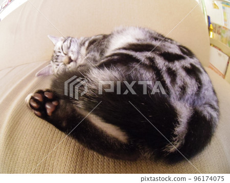 美國秀芝麻小貓爪子（魚眼） 96174075