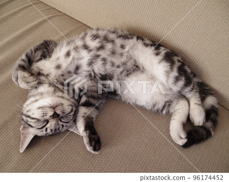 美劇芝麻小貓吃飽了睡午覺（魚眼） 96174452