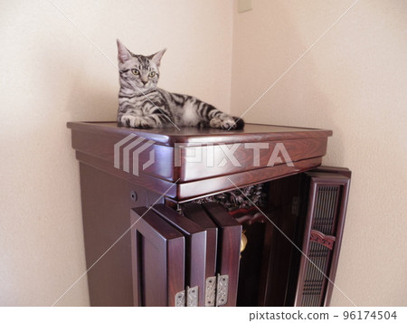 Amesho Sesame Kitten relaxing on the altar Amesho Sesame Kitten relaxing on the altar 96174504