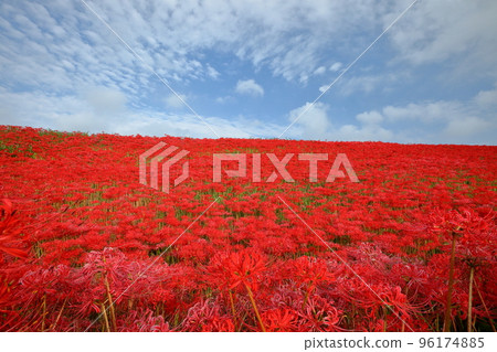 Iwanamenishicho, Handa City, Aichi Prefecture Gon no Autumn Festival related to Gongitsune Clusters of red spider lily clusters and blue sky on the banks of the Yagatsu River 96174885