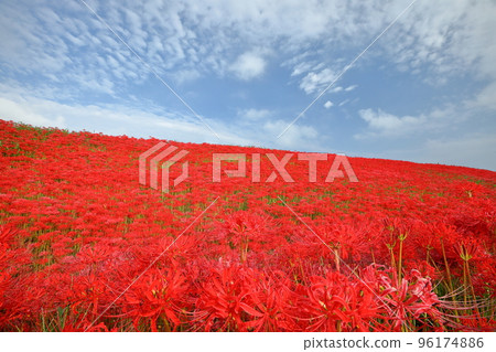 Iwanamenishicho, Handa City, Aichi Prefecture Gon no Autumn Festival related to Gongitsune Clusters of red spider lily clusters and blue sky on the banks of the Yagatsu River 96174886