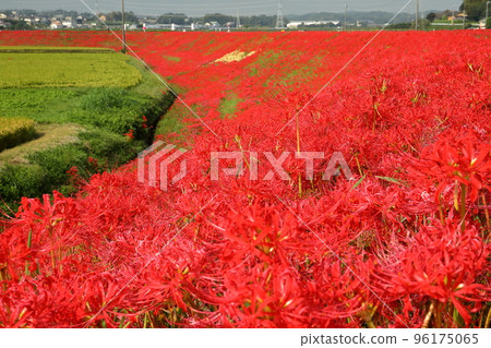 Iwanamenishicho, Handa City, Aichi Prefecture Gon no Autumn Festival related to Gongitsune Clusters of red spider lily clusters on the banks of the Yagatsu River 96175065