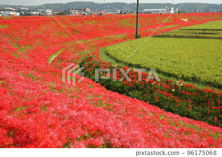 愛知縣半田市岩名西町 與功經有關的秋祭 八月川沿岸的紅蜘蛛百合叢 愛知縣半田市岩名西町 與功經有關的秋祭 八月川沿岸的紅蜘蛛百合叢 96175068