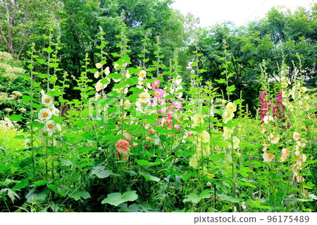 Hokkaido Travelogue July Ueno Farm Morning Garden 96175489