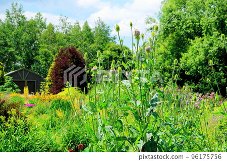 Hokkaido Travelogue July Ueno Farm Morning Garden Hokkaido Travelogue July Ueno Farm Morning Garden 96175756