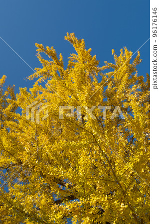 Ginkgo tree at Hiya Shrine, Kasagi, Nichinan Town, Hino District, Tottori Prefecture 96176146