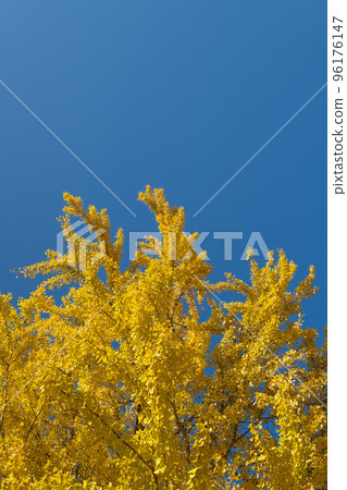 Ginkgo tree at Hiya Shrine, Kasagi, Nichinan Town, Hino District, Tottori Prefecture 96176147