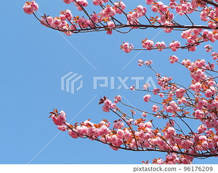 Blue sky and double flower cherry blossoms Blue sky and double flower cherry blossoms 96176209