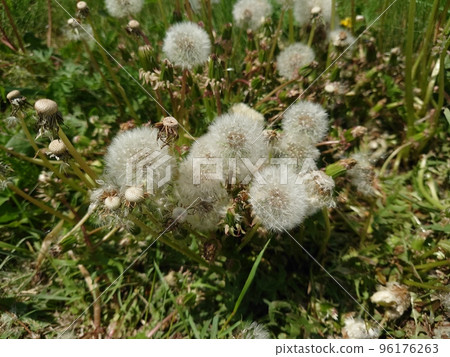 一團絨毛 96176263