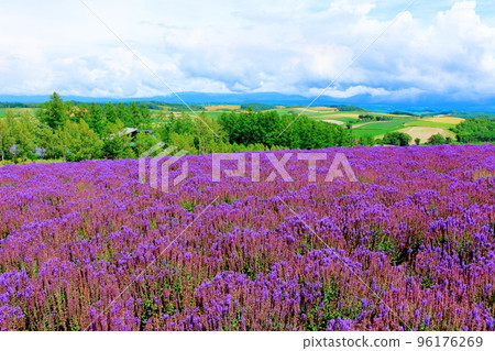 Hokkaido Travelogue Shikisai no Oka in July 96176269