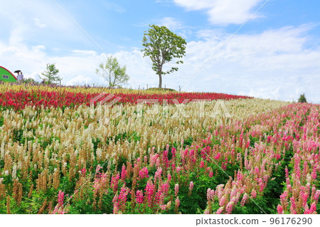 7月的北海道遊記四季彩之岡 96176290