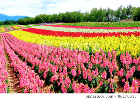 Hokkaido Travelogue Shikisai no Oka in July 96176313