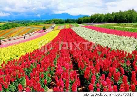 Hokkaido Travelogue Shikisai no Oka in July Hokkaido Travelogue Shikisai no Oka in July 96176317