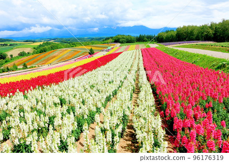 7月的北海道遊記四季彩之岡 7月的北海道遊記四季彩之岡 96176319