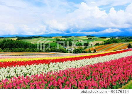 Hokkaido Travelogue Shikisai no Oka in July 96176324