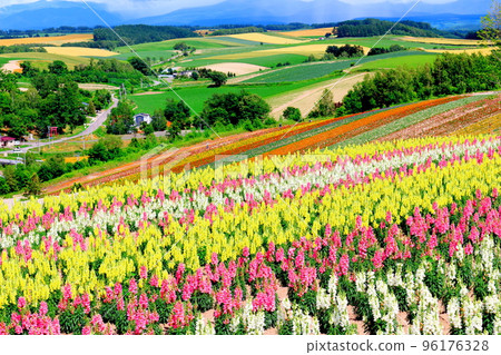 Hokkaido Travelogue Shikisai no Oka in July Hokkaido Travelogue Shikisai no Oka in July 96176328