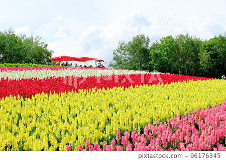 7月的北海道遊記四季彩之岡 7月的北海道遊記四季彩之岡 96176345