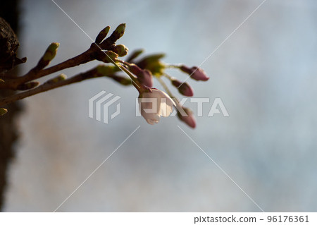 Stem, flower, bud, cherry, close-up, macro, bloom, Japan, spring Stem, flower, bud, cherry, close-up, macro, bloom, Japan, spring 96176361
