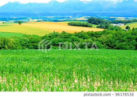 Hokkaido Travelogue: Wheat Fields in Biei in July Hokkaido Travelogue: Wheat Fields in Biei in July 96176538