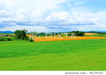 北海道遊記:7月美瑛的麥田 北海道遊記:7月美瑛的麥田 96176541