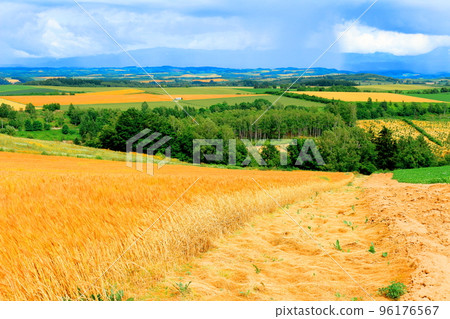 Hokkaido Travelogue: Wheat Fields in Biei in July 96176567