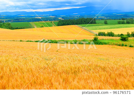 北海道遊記:7月美瑛的麥田 北海道遊記:7月美瑛的麥田 96176571