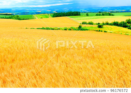 北海道遊記:7月美瑛的麥田 北海道遊記:7月美瑛的麥田 96176572