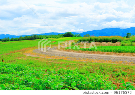 北海道遊記:7月美瑛的麥田 北海道遊記:7月美瑛的麥田 96176573