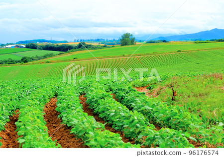 北海道遊記：7月美瑛的麥田 96176574