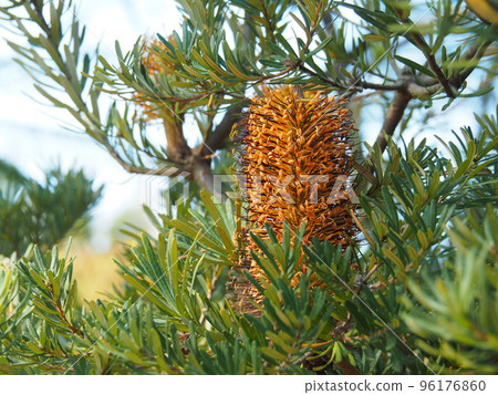 班克西亞 96176860