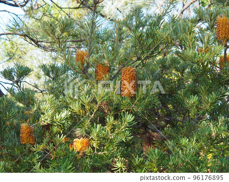 Banksia 96176895
