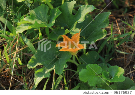 掛麵南瓜苗和花卉地點：菜園（神奈川縣大和市） 96176927